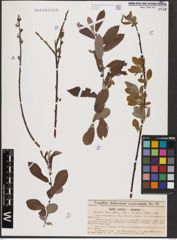 Foto von Salix aurita L. x Salix cinerea L.